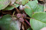 Trailing arbutus